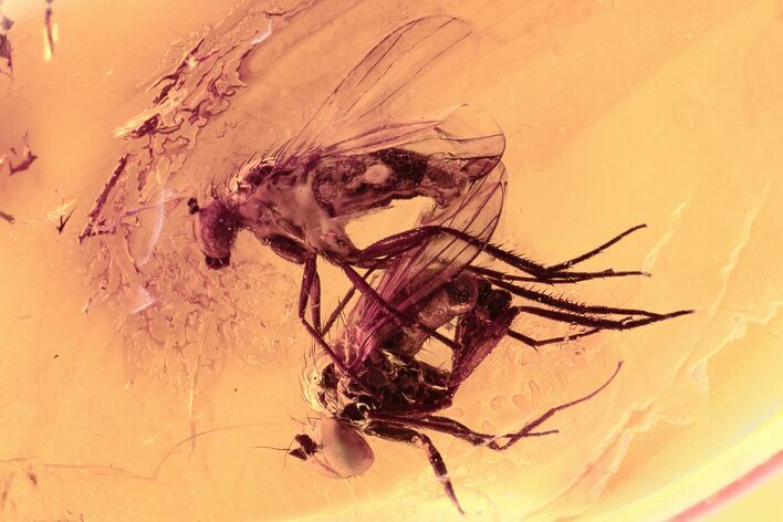 Detailed Fossil Flies (Dolichopodidae) In Baltic Amber - Mate Guard! #300734